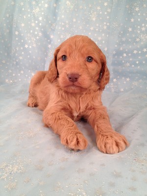 Kramar Female Goldendoodle Puppy for sale #15 Ready January 2013|Goldendoodle Breeders selling Goldendoodles for Less than Most Pennsylvania Goldendoodle Breeders do|2013